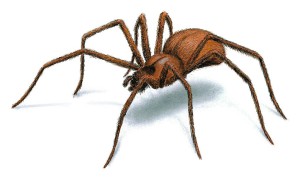 Lekli jste se? Nemůžete za to. Strach z pavouků je evolučně vrozený. Foto: Orkin.com