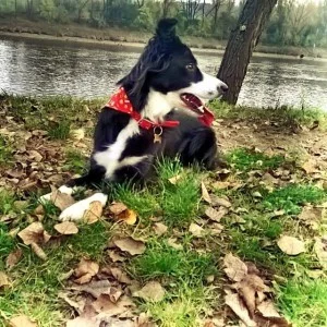 Prapředek této borderkolie pomáhal prapředkovi svého pána lovit mamuty a vyhubit neandrtálce. Foto: Ondřej Fér