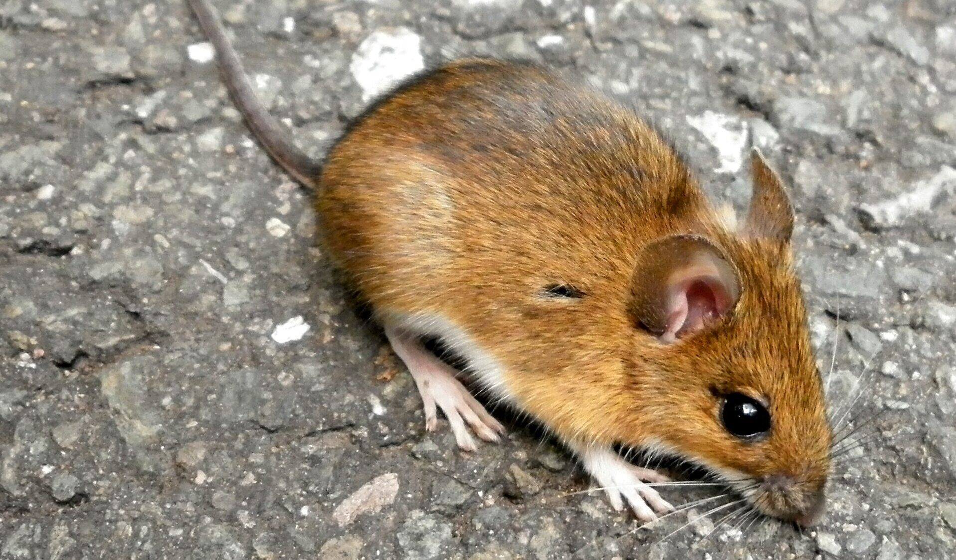 Hantavirus: Nebezpečí z přírody i z výletní lodi — image 1