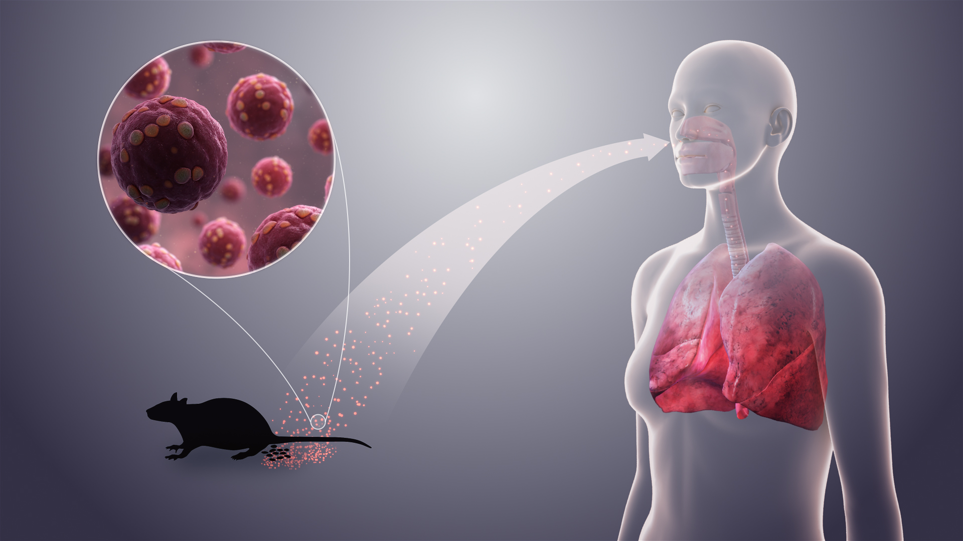 Hantavirus: Nebezpečí z přírody i z výletní lodi — image 5