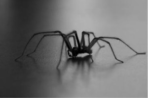 Arachnofobie se nejspíš dá „odoperovat.“ Foto: Belgium Digital Forum