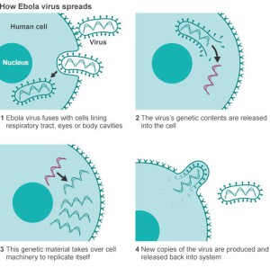 Jak se šíří virus Ebola. 1. Virus eboly se spojí a následně pronikne do buněk v dýchacím systému, v očích nebo tělních dutinách. 2. Genetický obsah viru se uvolní do buňky. 3. Genetický materiál využije buněčné mechanismy k tomu, aby se sám replikoval. 4. Buňka produkuje nové kopie viru a ty jsou uvolňovány zpět do organismu. Grafika: WHO/BBC