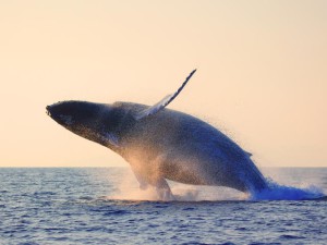 Při hledání dlouhověkosti bychom se mohli inspirovat u velryb. Foto: Wikipedia
