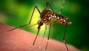 Kdo chutná komárům, má to těžké. Ilustrační foto: Wikipedia