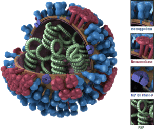Na obrázku vidíme povrchové antigeny, červeně je označen hemaglutinin a modře neuramidáza. Foto: CDC
