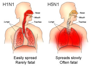 Vlevo "prasečí chřipka" H1N1, která se snadno šíří, ale je méně nebezpečná, vpravo "ptačí chřipka", která se šíří obtížně, ale často končí úmrtím. Foto: CDC