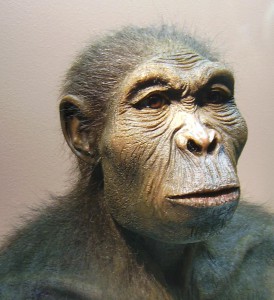 Stáří lidstva se opět posouvá, zřejmě jde o předka člověka zručného - Homo habilis (na obrázku). Foto: Wikipedia
