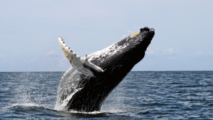 Velryby – to je obrovská hora masa napěchovaného myoglobinem. Foto: Wikipedia
