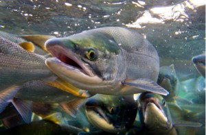 Odpůrci geneticky vylepšených lososů se obávají, že tito lososi uprchnou z farem a pozmění fungování okolních ekosystémů. Ilustrační foto: Wikipedia.org