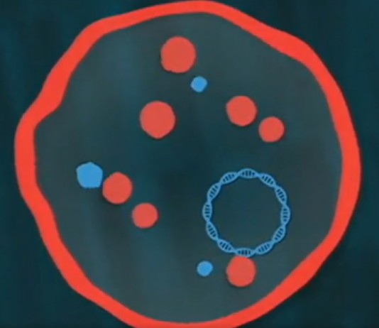 Nahradíme původní chromozóm novým umělým (modře), tvoří se nové proteiny (modré)