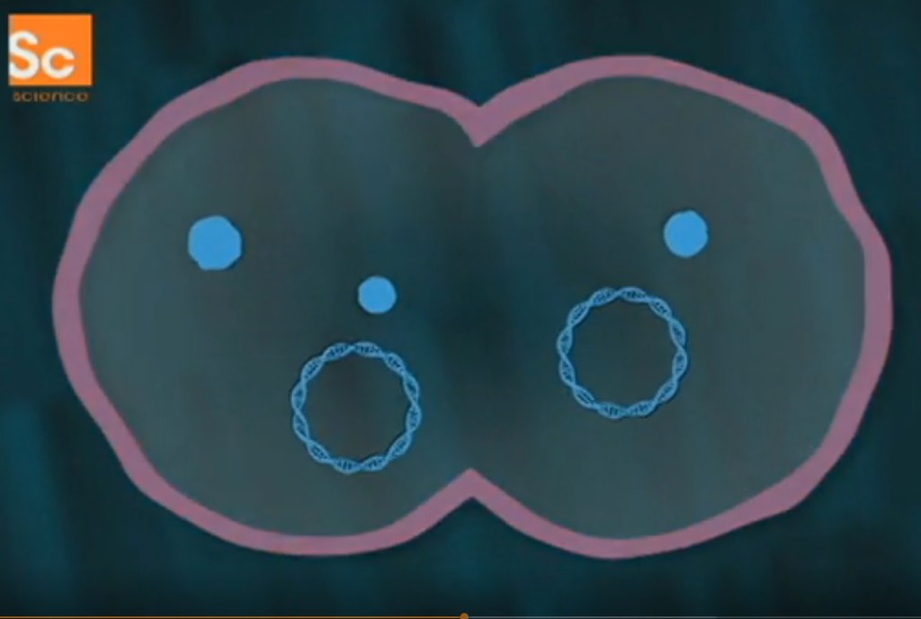 ... a když se buňka rozdělí na dvě dceřiné buňky, ty už mají nové chromozómy i proteiny (všechny modré).  